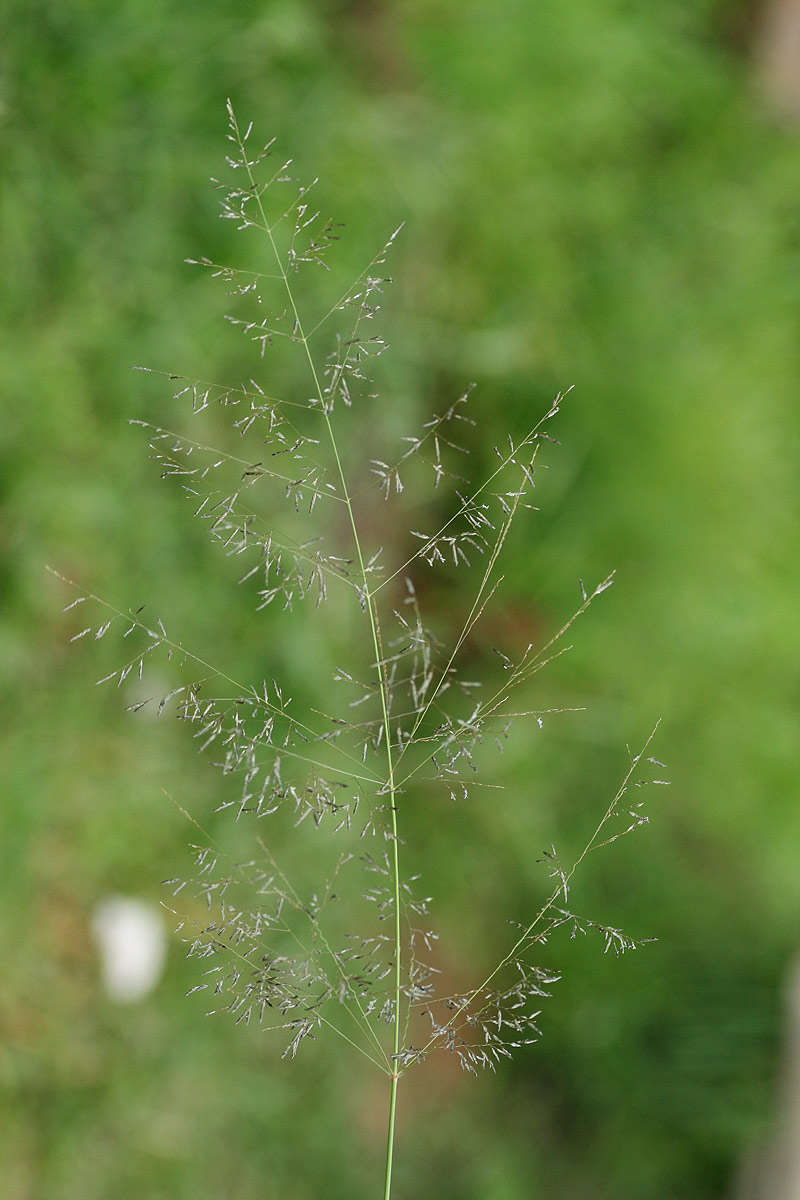 Image of cylinderflower lovegrass