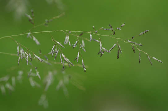 Image of cylinderflower lovegrass