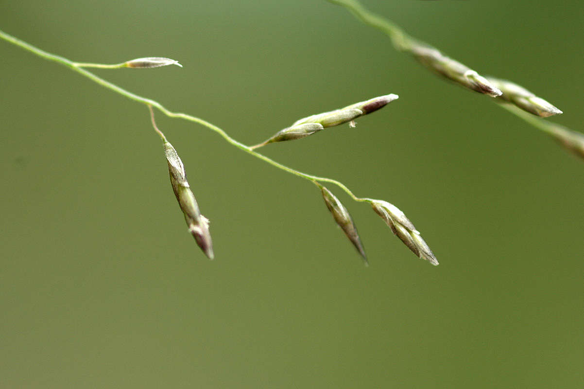 Image of cylinderflower lovegrass