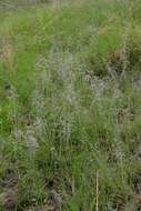 Eragrostis hispida K. Schum. resmi