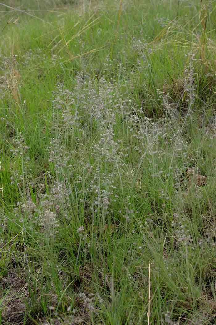 Image of Feathery love-grass