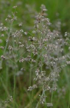 Image of Feathery love-grass