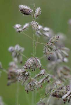 Sivun Eragrostis hispida K. Schum. kuva