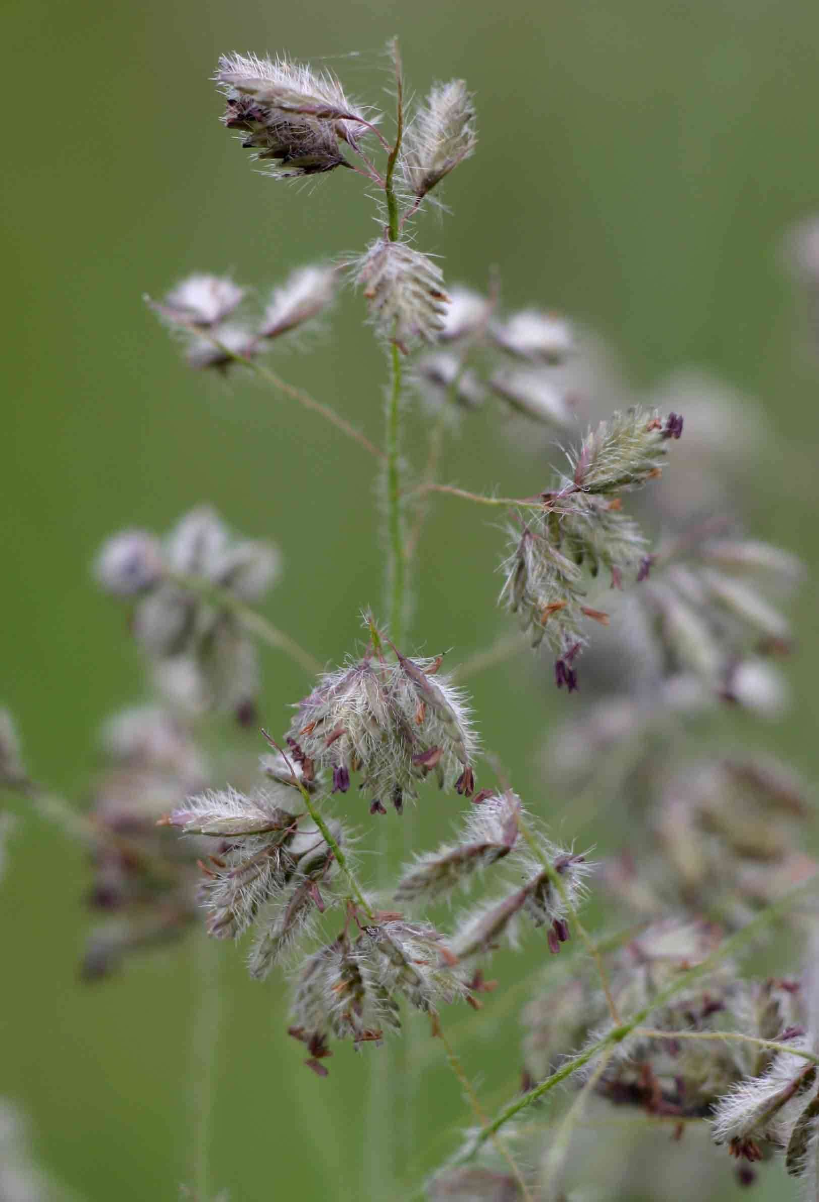 Image of Feathery love-grass