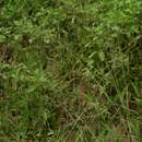 Eragrostis lehmanniana Nees resmi
