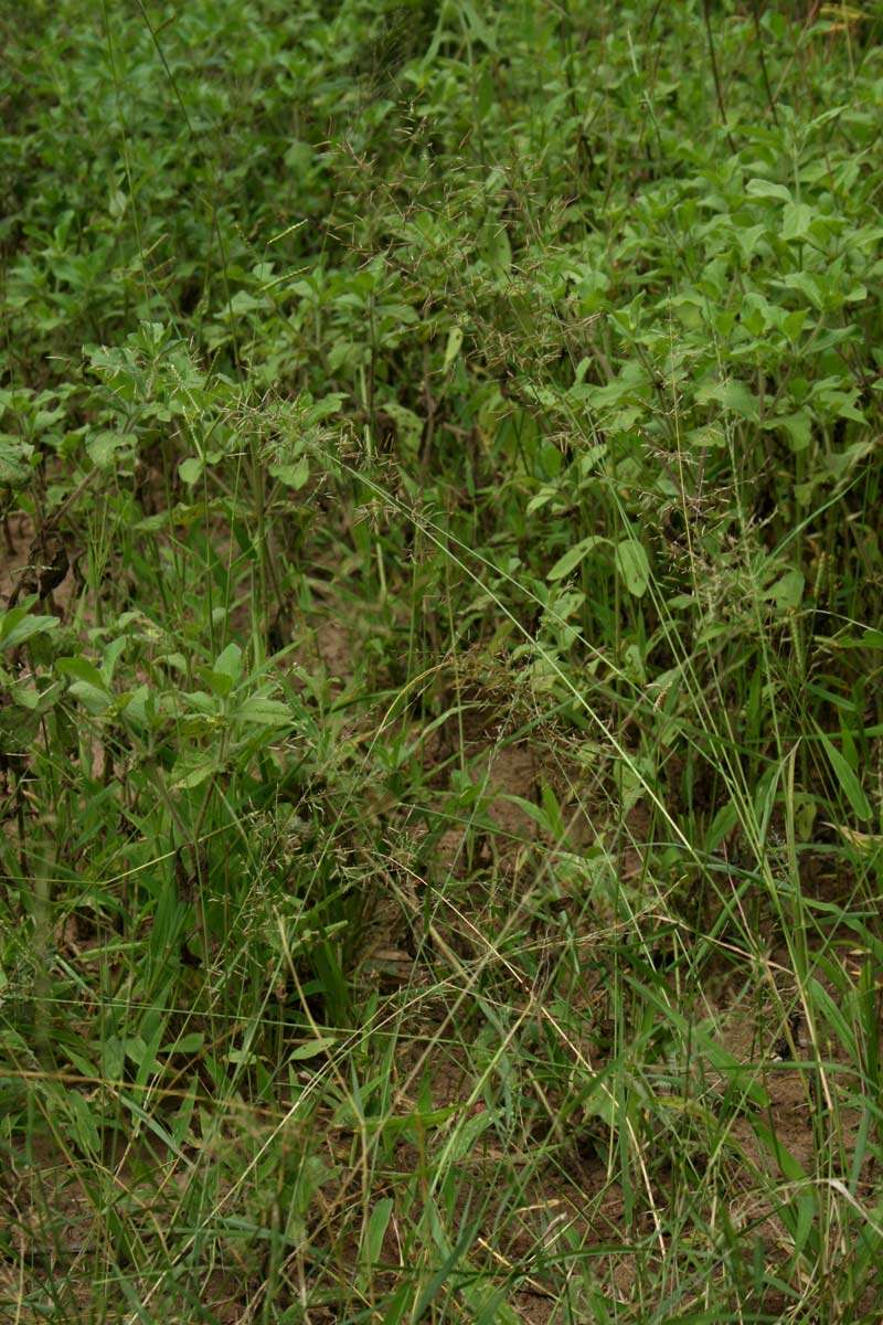 Plancia ëd Eragrostis