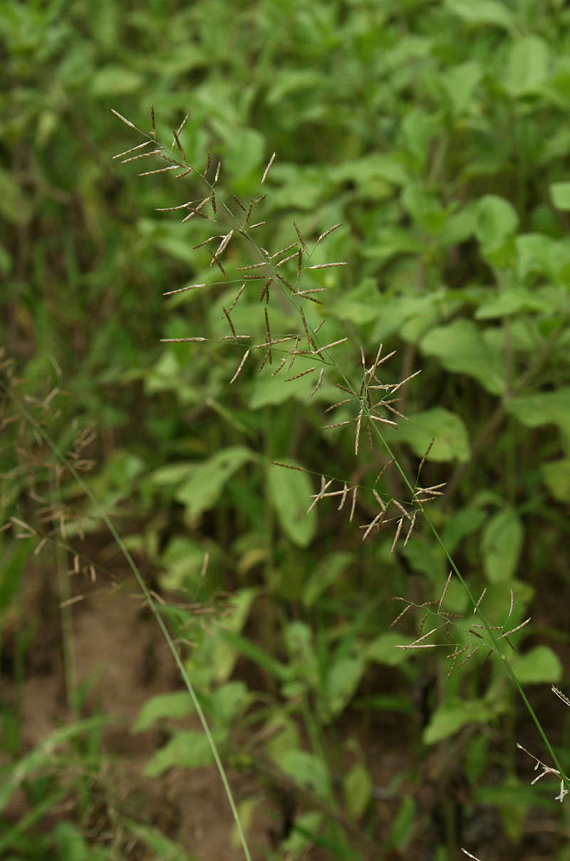 Image of lovegrass