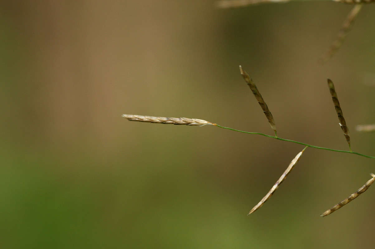 Image of lovegrass