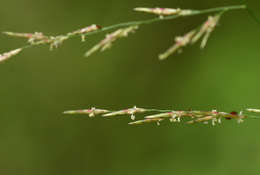 Image of lovegrass