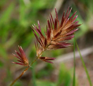 Image of Footpath love grass