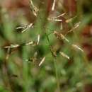 Image of Footpath love-grass