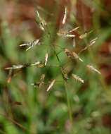 Eragrostis patentipilosa Hack.的圖片