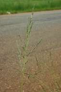Eragrostis plana Nees的圖片
