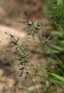 Eragrostis racemosa (Thunb.) Steud.的圖片