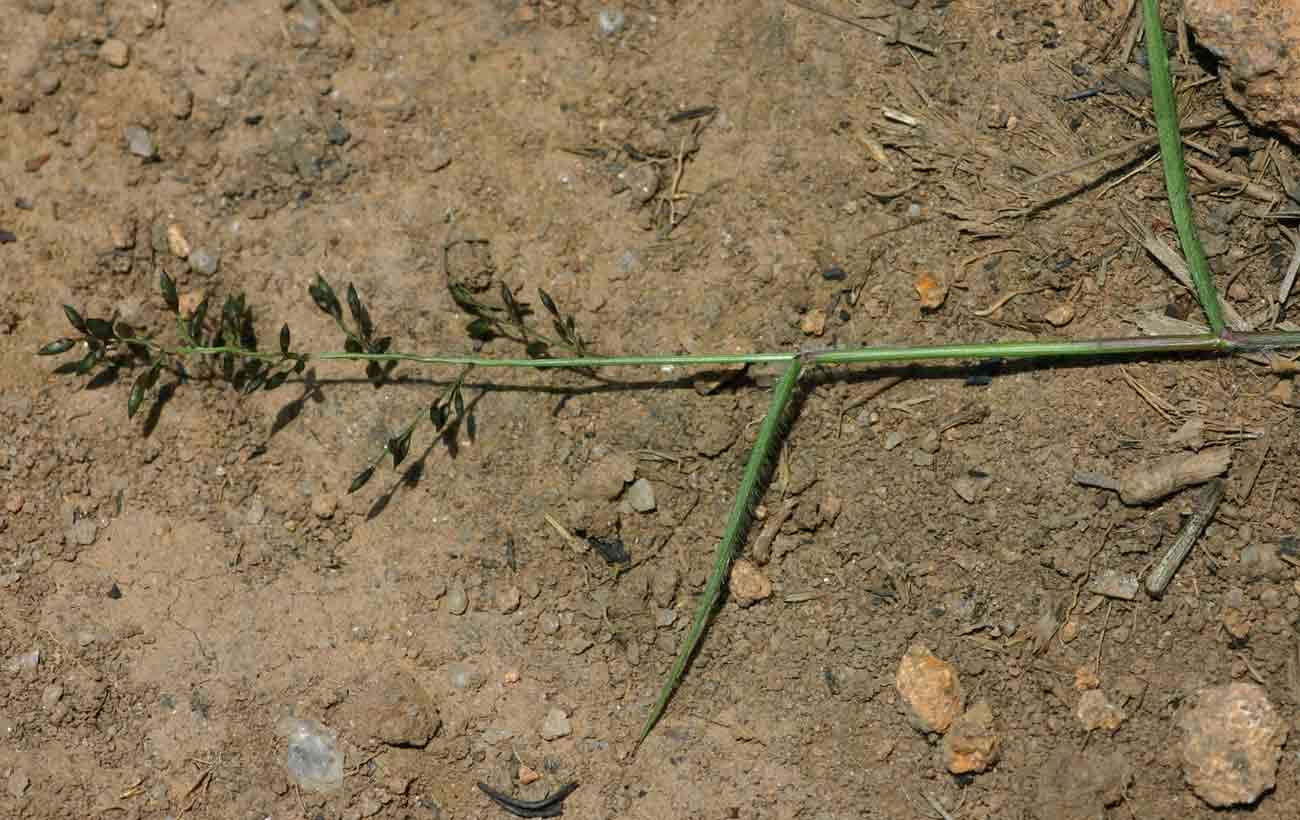 Eragrostis racemosa (Thunb.) Steud.的圖片