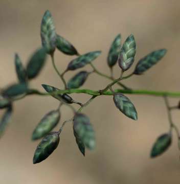 Image of Narrow heart love grass