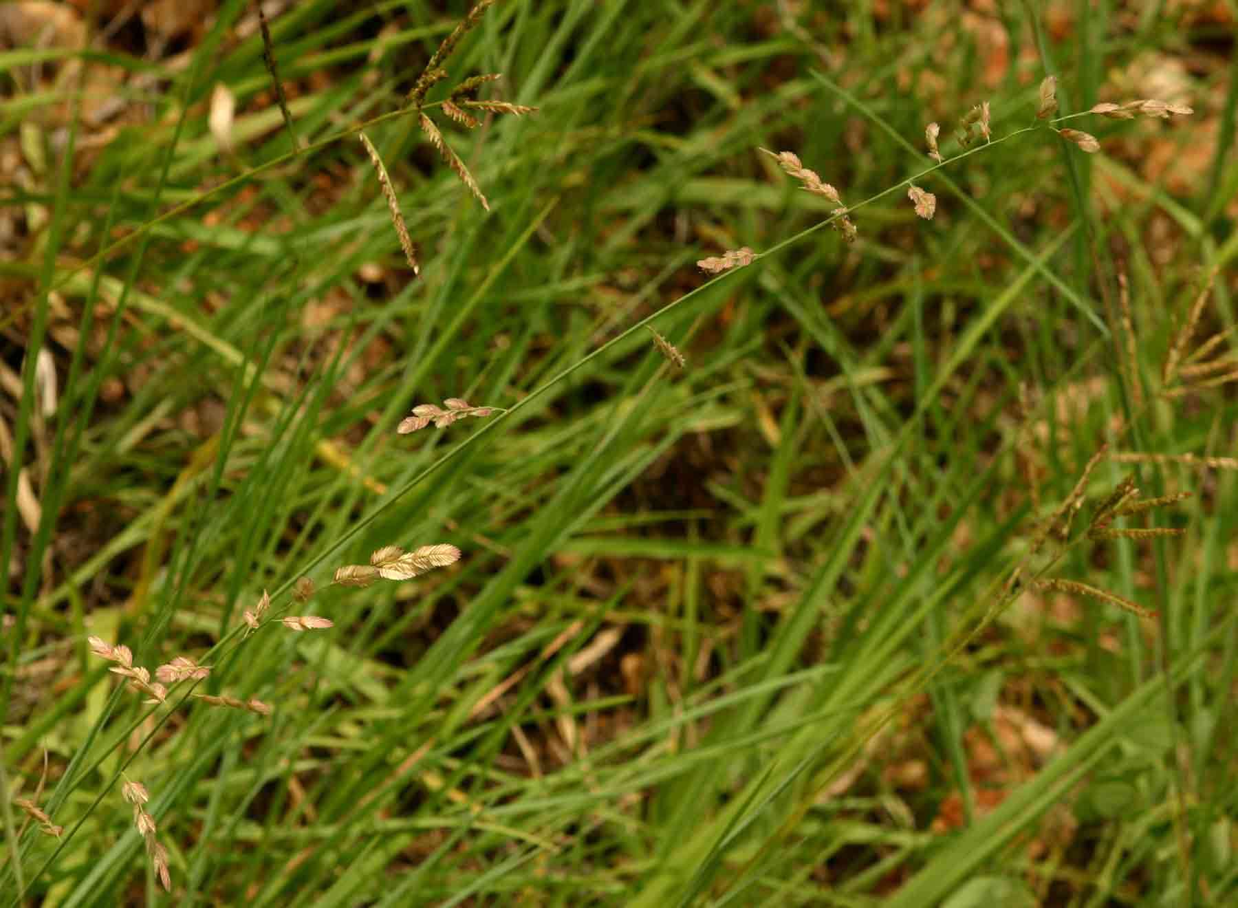 Eragrostis superba Peyr.的圖片