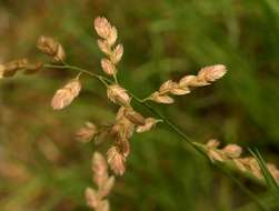 Image of Wilman lovegrass