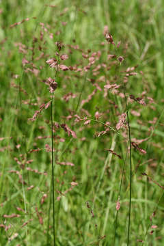 Image of Wilman lovegrass