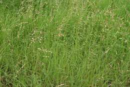 Eragrostis superba Peyr.的圖片