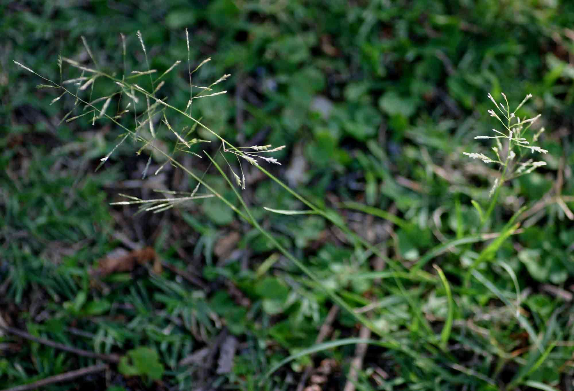 Eragrostis tenuifolia (A. Rich.) Hochst. ex Steud.的圖片