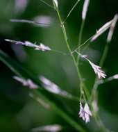 Image of elastic grass