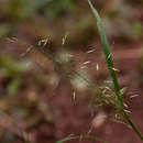 Image of Elastic grass