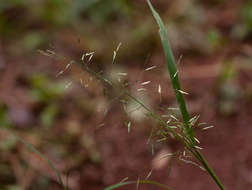 صورة Eragrostis tenuifolia (A. Rich.) Hochst. ex Steud.