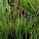 Eragrostis tincta S. M. Phillips resmi