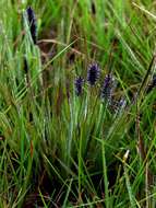 Image of Pongwa grass