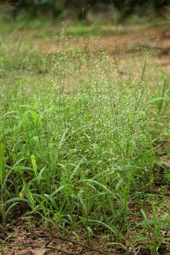 Image of Eragrostis viscosa (Retz.) Trin.