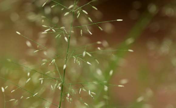 Image of Eragrostis viscosa (Retz.) Trin.