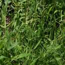 Sivun Acrachne racemosa (B. Heyne ex Roth) Ohwi kuva