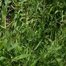 Image of goosegrass