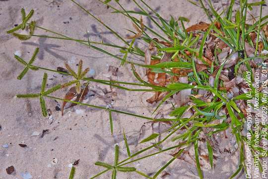 Image of crowfoot grass