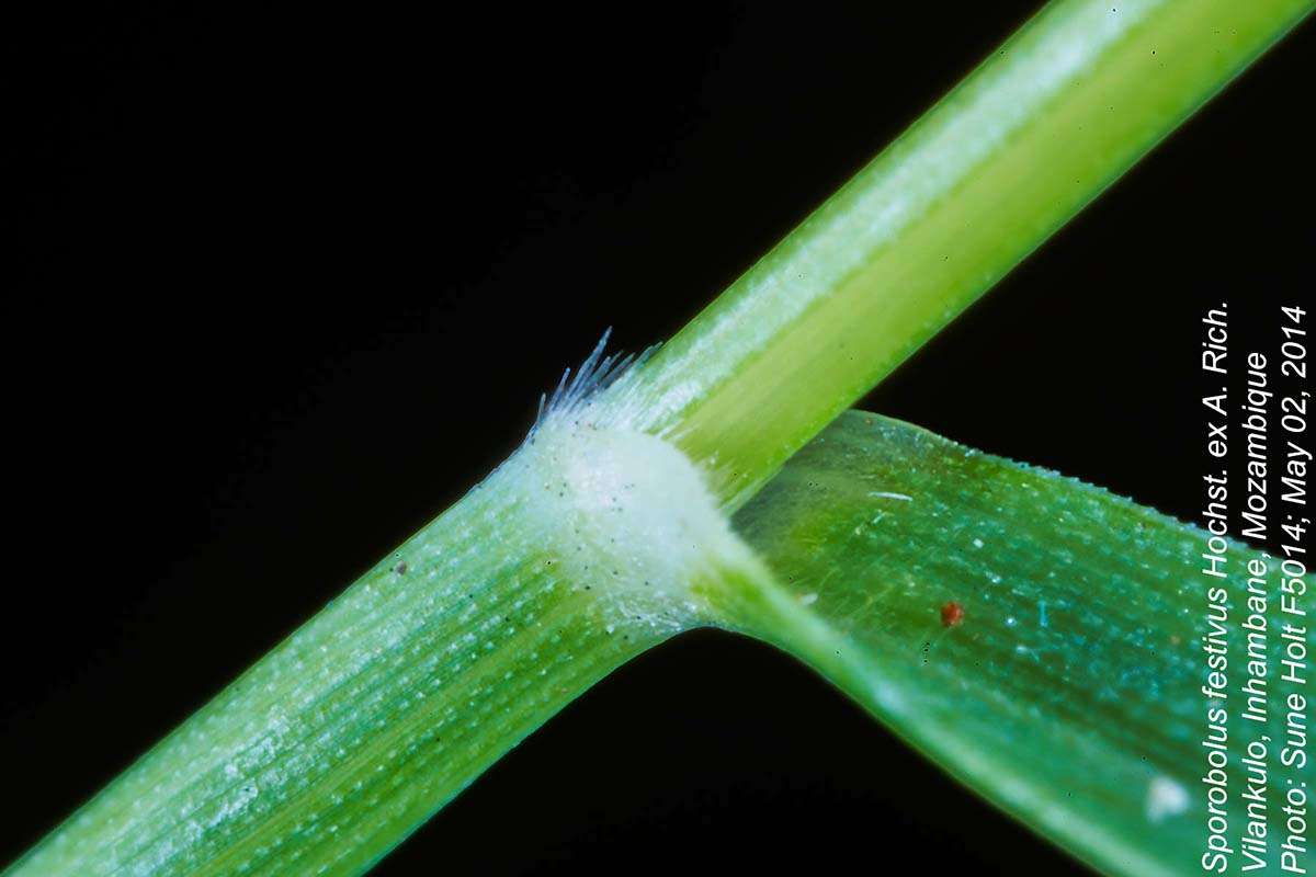 Image of dropseed