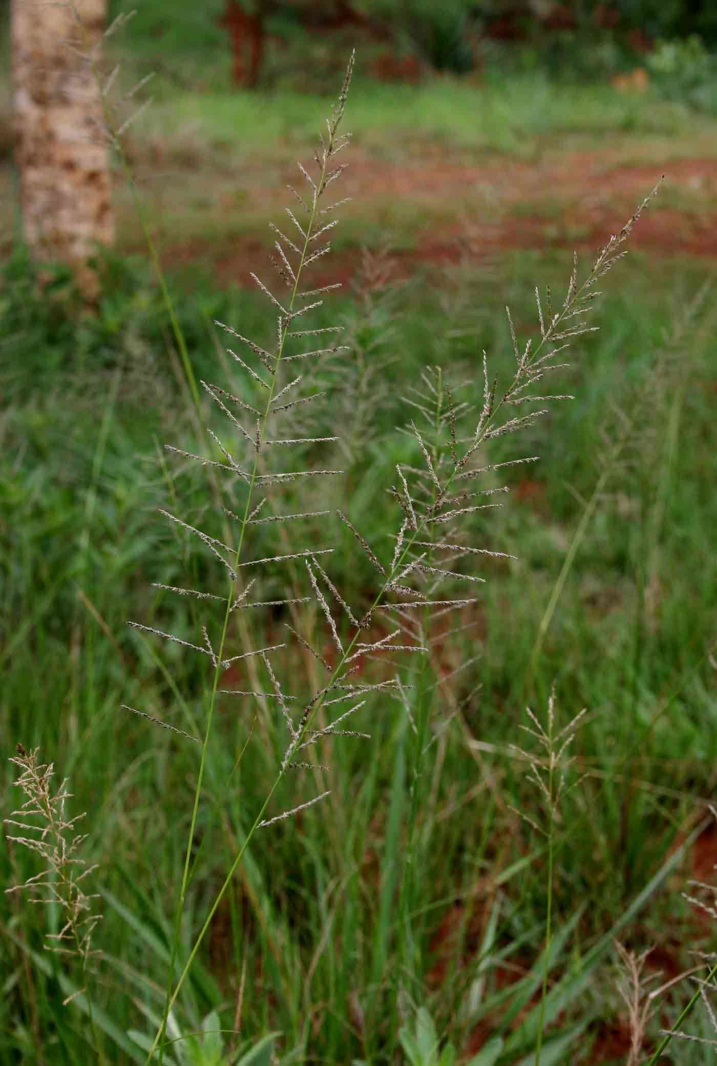 Image of Catstail dropseed