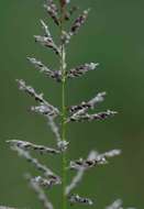 Image of Catstail dropseed