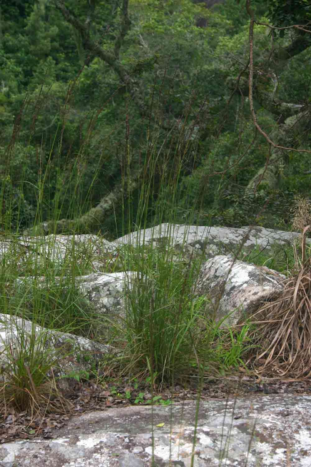 Sporobolus sanguineus Rendle resmi