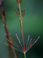 Sporobolus sanguineus Rendle resmi