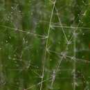 Image of Hairy dropseed grass