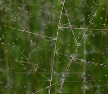 Image of Hairy dropseed grass