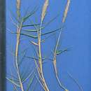 Image of seashore dropseed