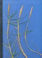 Image of dropseed