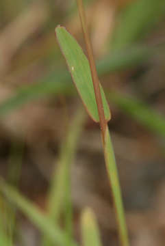 Image of windmill grass