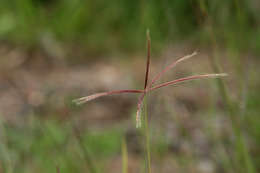 Image of windmill grass
