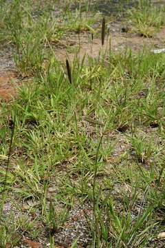 Image of windmill grass