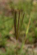 Image of windmill grass