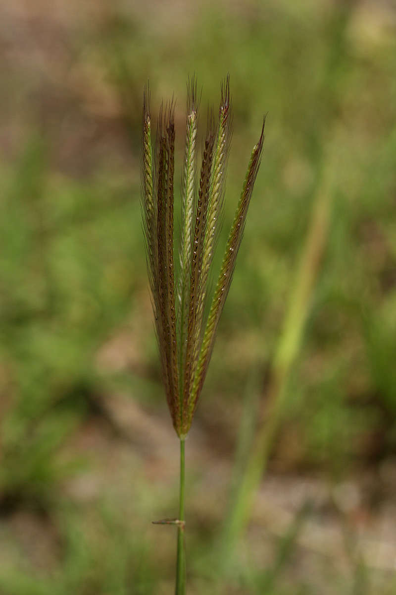 Image of windmill grass