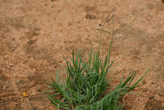 Image of Bermudagrass